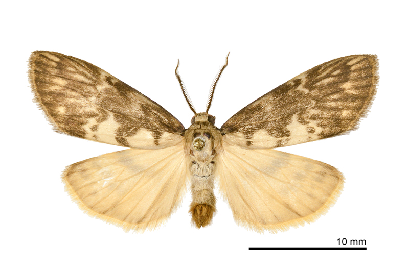 Barsura albidorsalis Male